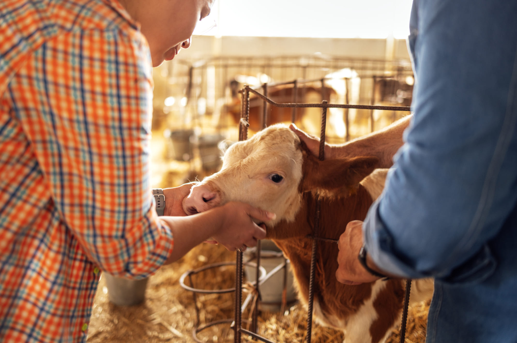 El nostre equip Explotacions Pedrós es una empresa familiar vinculada al camp i al bestiar.