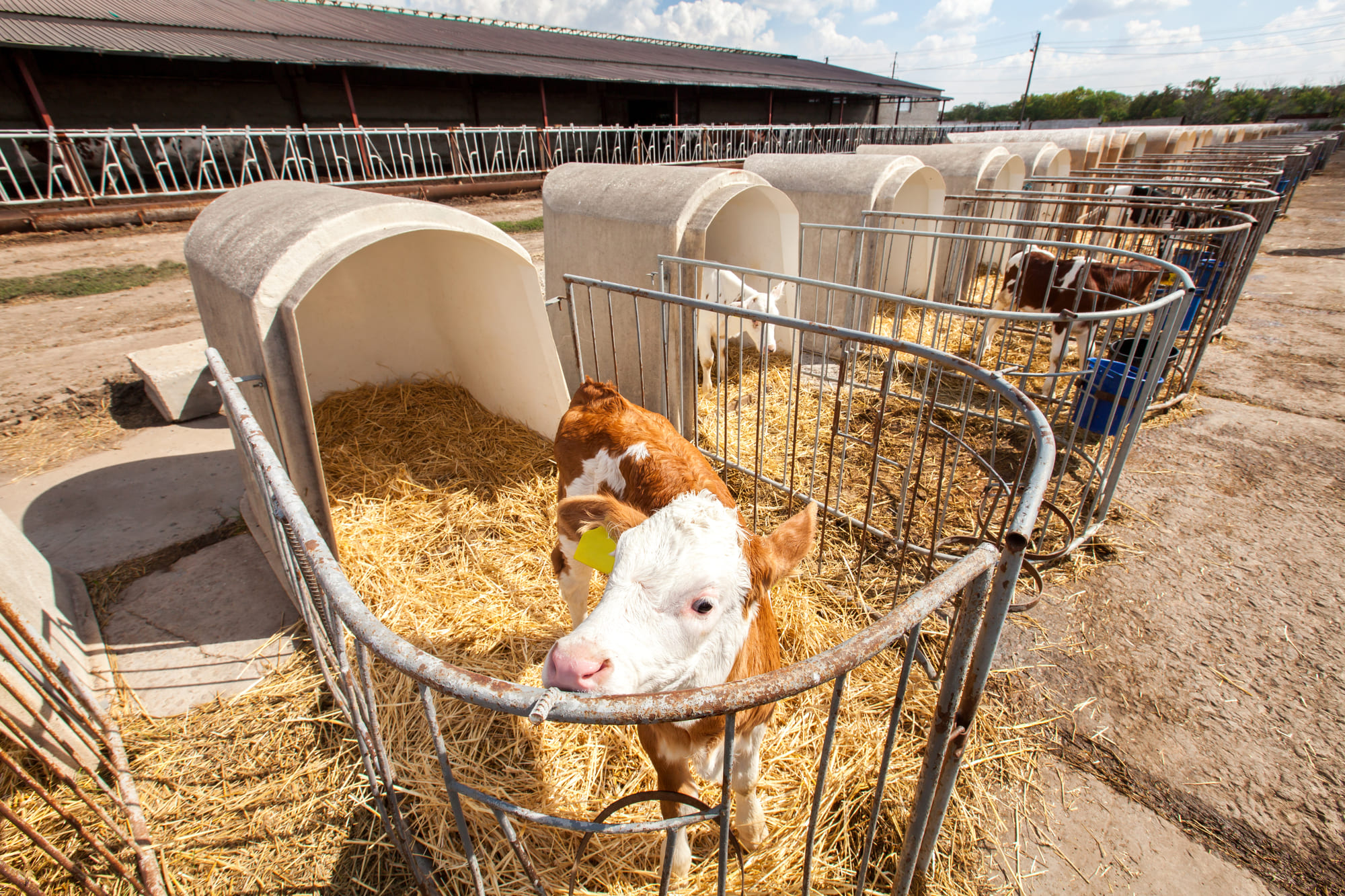 Els nostres valors Explotacions Pedrós es una empresa familiar vinculada al camp i al bestiar.