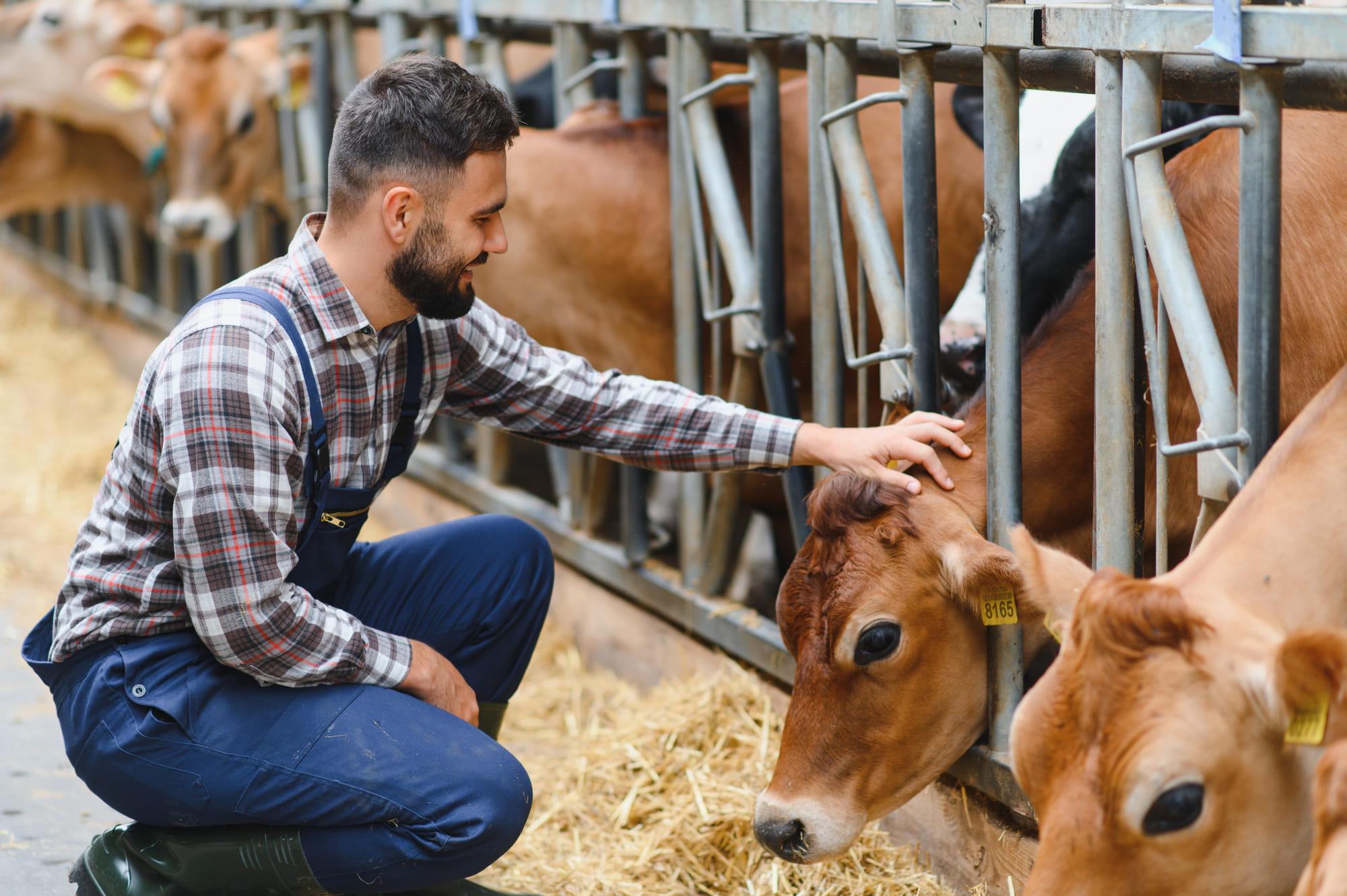 Gestio responsable A Explotacions Pedrós ens dediquem a la ramaderia i al cultiu de cereals i farratges.