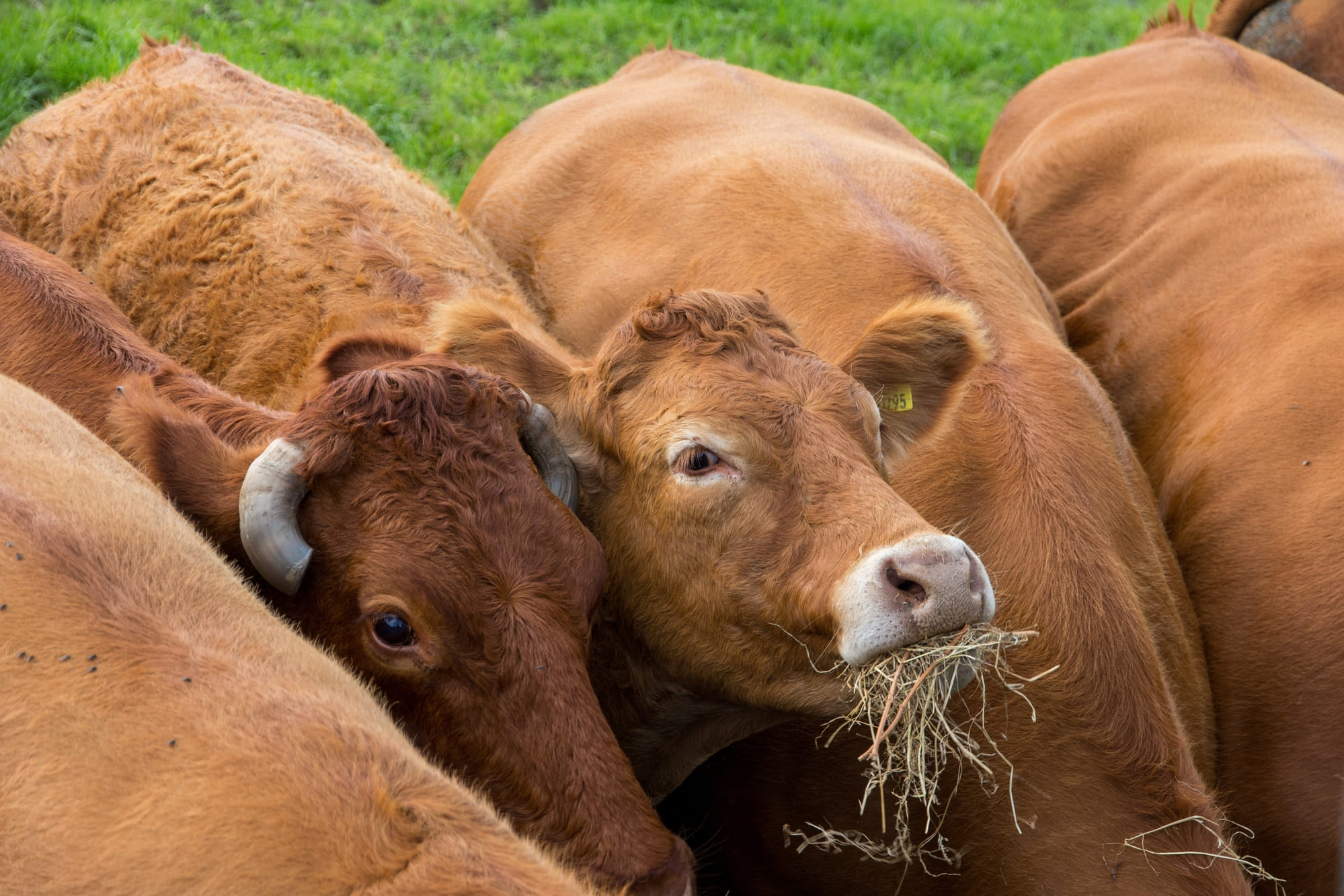 La ramaderia Agricultura i ramederia a Explotacions Pedrós.